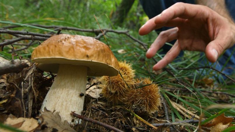 Il Tour “I Funghi”